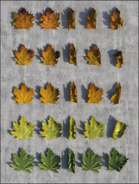 Autumn Leaves Pack 3D Studio Max 2012 (CG-Space)