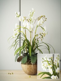 composition with orchids