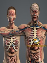 TurboSquid Male and Female Anatomy Complete Pack (Textured)