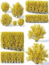 Forsythia 7 bushes plus 2 hedges collection 3D model