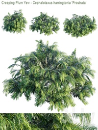 Creeping Plum Yew | Cephalotaxus harringtonia "Prostrata"