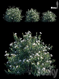 Common bush