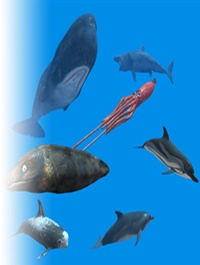 Rigged Sea Animals