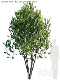 Laurus Nobilis Bay tree Grecian Laurel tree