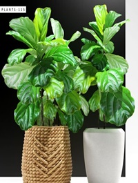 Cgtrader ficus plants 115 3D model
