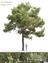 Common Pine Pinus sylvestris # 20 (12.2m)