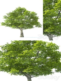 Tilia Tree 10m Height Tree Set 01