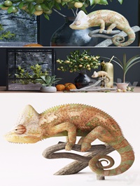 Decorative set chameleon