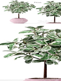 Ficus