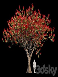 Delonix Regia Flamboyant Tree