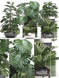 Plant collection 351 Monstera