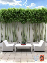 Bamboo wall