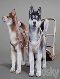Dog team Huskies sled pulka