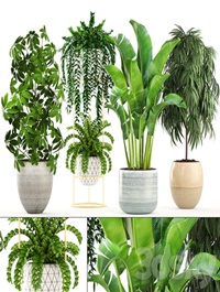 Collection of plants