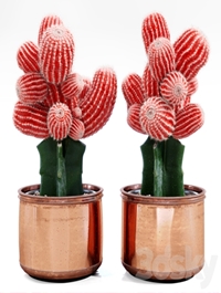 Red Cactus