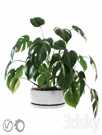 Liana Monstera