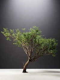 Acacia Tree 3d Model