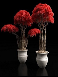 Red bonsai plants 3D model