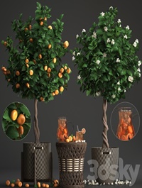Plant collection 267 Citrus mandarin
