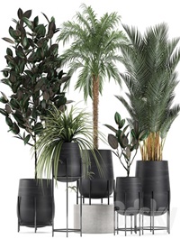 Plant Collection 627