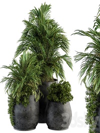 Indoor ,Plant, Set ,113 , Black ,Pot