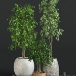 Collection of plants 1 | ficus