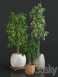 Collection, of ,plants ,1,| ficus