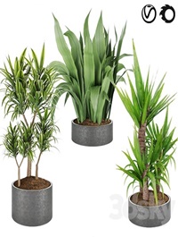 Collection plant vol 6