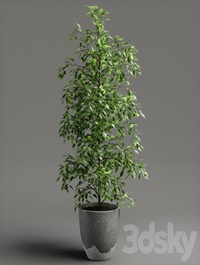 Ficus benjamina