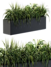 Ranch Grass plants in box
