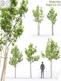 Maple-tree # 13 (3.1-4.5m)