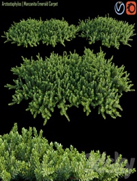 Arctostaphylos Manzanita Emerald Carpet # 1