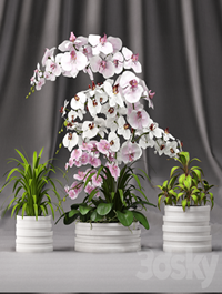 Orchid arrangement 7