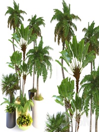 Palm Tree3