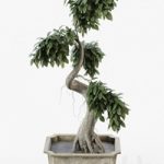 Bonsai tree ficus