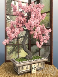 Bonsai 1 - Sakura