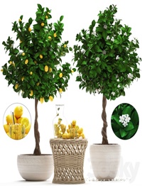Plant Collection 265. Citrus limon