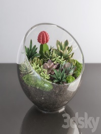 Succulents in glass bowl