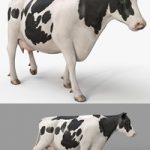 Turbosquid – Cow PRO Holstein