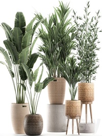 Plant Collection 600