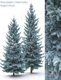 Spruce | Picea pungens # 2 (7.4-5.5m)