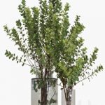 Eucalyptus Websteriana branches in vases # 2