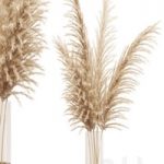 Dried flower pampas grass in glass gold vase