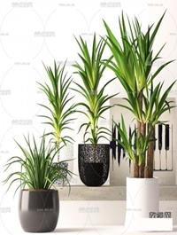 Plants collection 158