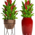 A collection of plants in pots. 55 RED
