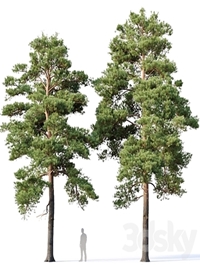 Pinus sylvestris Nr16 H12-14m Two tree set