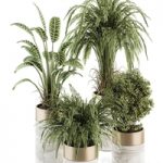 Indoor Plant Set 245 – Plant Set in pot