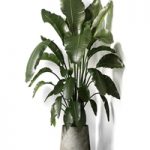 Strelitzia plant 02