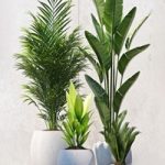 Plants 208