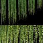 Vernonia Elliptica | Curtain creeper